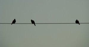 Birds_on_a_Wire_by_GramMoo